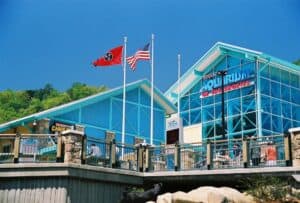 aquarium of the smokies- cool things to do in the smoky mountains